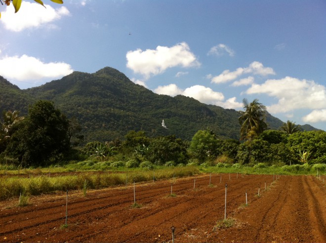 Harmony Life Organic Farm Budda